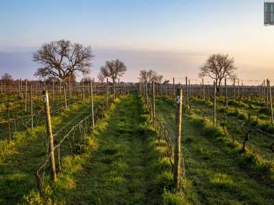 Paolo esegue l'aratura manuale almeno due volte volte all'anno con l'ausilio dei cavalli, per assicurarsi che le radici si sviluppino in verticale assorbendo nutrimento e sali minerali e tratta il vigneto con metodi naturali come la cera d'api, che non incidono sulla linfa della pianta